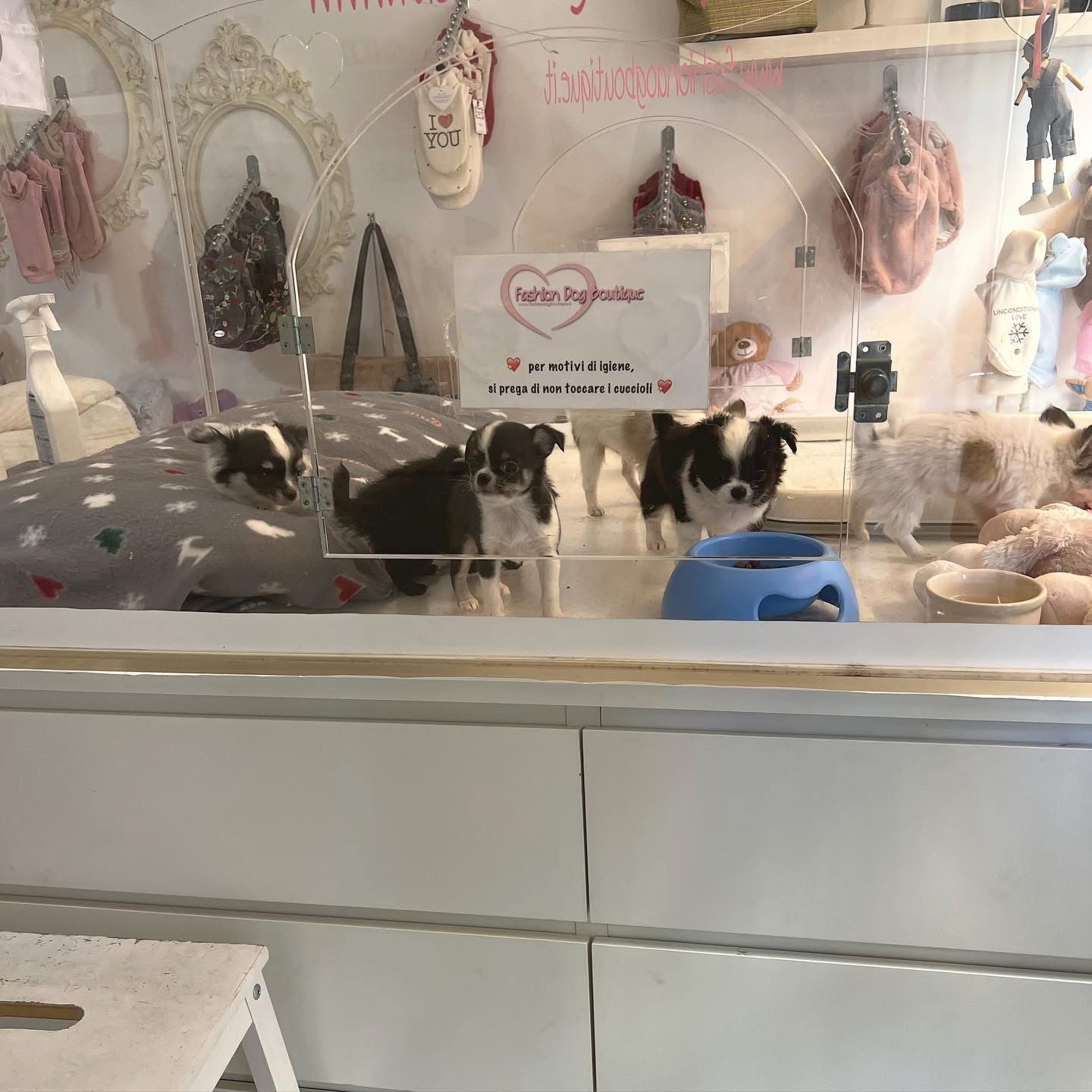 Teca riservata per i cuccioli e accessori boutique